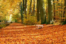 秋天森林秋季树木唯美图片