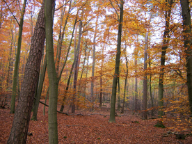 秋天森林秋季树木唯美图片