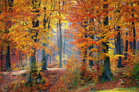 秋天森林秋季树木唯美图片