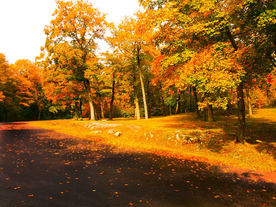 秋天森林秋季树木唯美图片