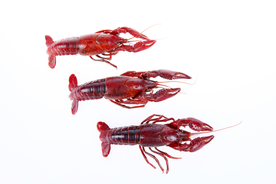 小龙虾