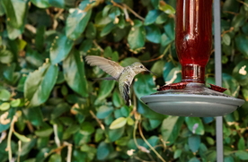 蜂鸟空山鸟语图片