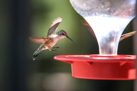 蜂鸟空山鸟语图片