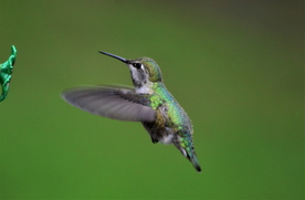 蜂鸟空山鸟语图片