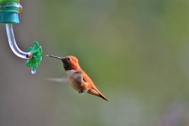 蜂鸟空山鸟语图片