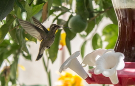 蜂鸟空山鸟语图片