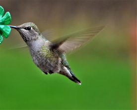 蜂鸟空山鸟语图片