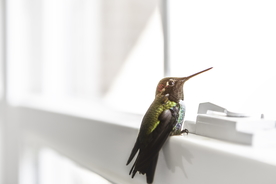 蜂鸟空山鸟语图片