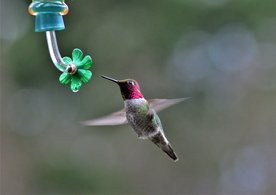 蜂鸟空山鸟语图片