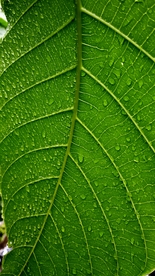 树叶绿叶叶子图片