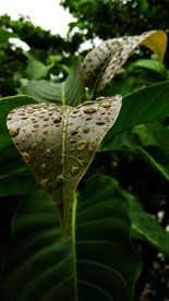 树叶绿叶叶子图片