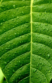 树叶绿叶叶子图片