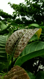 树叶绿叶叶子图片