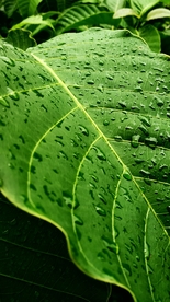 树叶绿叶叶子图片