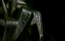 树叶绿叶叶子图片