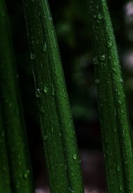 树叶绿叶叶子图片