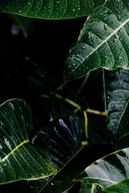 树叶绿叶叶子图片