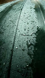 树叶绿叶叶子图片