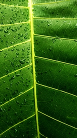 树叶绿叶叶子图片