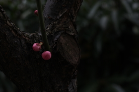 梅花腊梅唯美图片