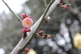 梅花腊梅唯美图片