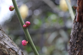 梅花腊梅唯美图片