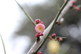 梅花腊梅唯美图片