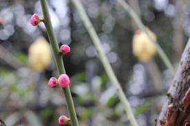 梅花腊梅唯美图片