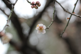 梅花腊梅唯美图片