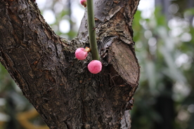梅花腊梅唯美图片