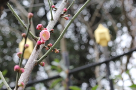 梅花腊梅唯美图片