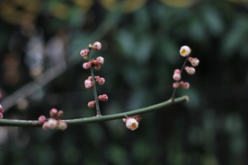 梅花腊梅唯美图片