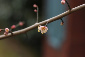 梅花腊梅唯美图片
