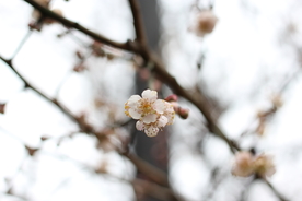 梅花腊梅唯美图片