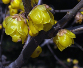 梅花腊梅唯美图片