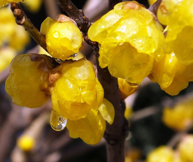 梅花腊梅唯美图片