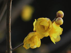 梅花腊梅唯美图片