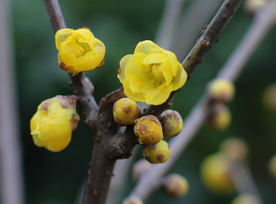 梅花腊梅唯美图片
