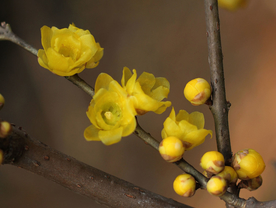 梅花腊梅唯美图片