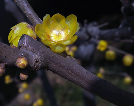 梅花腊梅唯美图片
