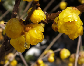 梅花腊梅唯美图片