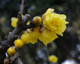 梅花腊梅唯美图片