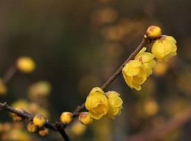 梅花腊梅唯美图片