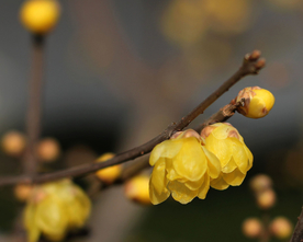 梅花腊梅唯美图片