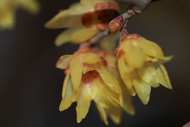 梅花腊梅唯美图片