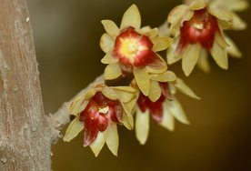 梅花腊梅唯美图片