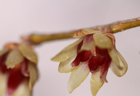 梅花腊梅唯美图片