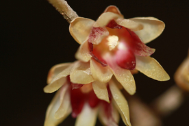 梅花腊梅唯美图片