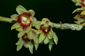 梅花腊梅唯美图片