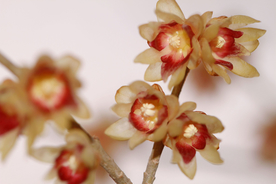 梅花腊梅唯美图片